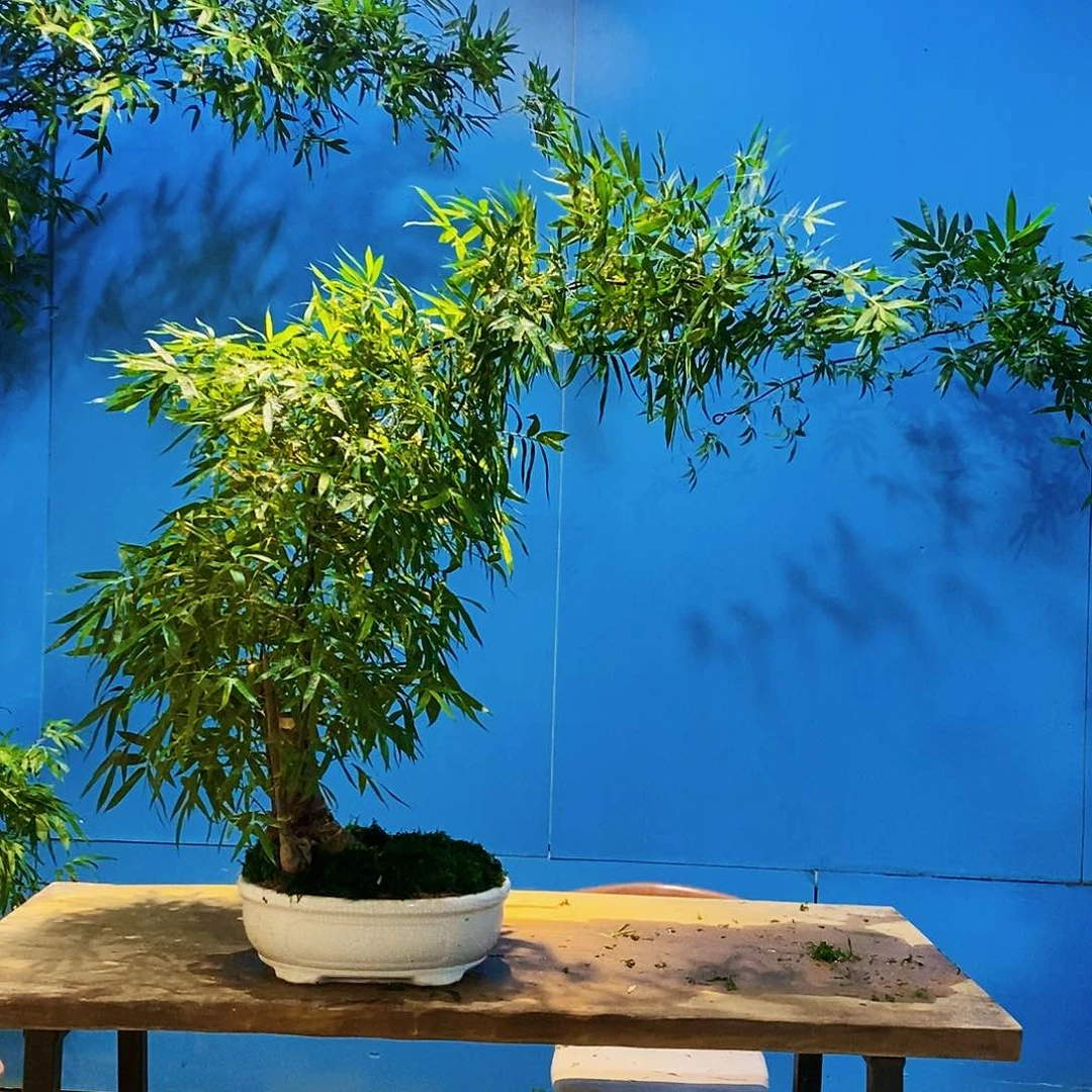 无花朵小叶簕竹一物一拍