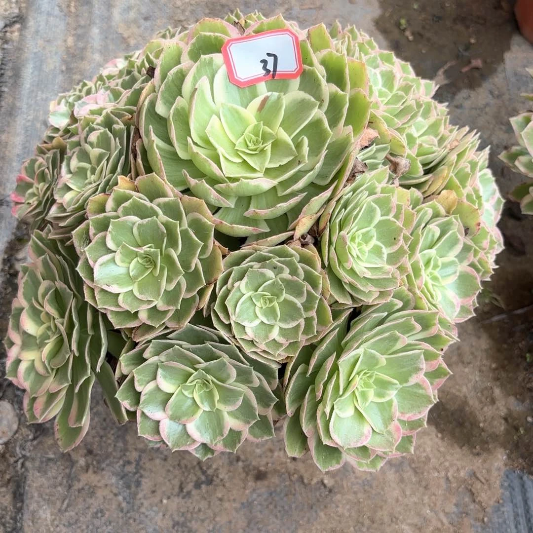 全部花朵37水蜜桃多肉植物
