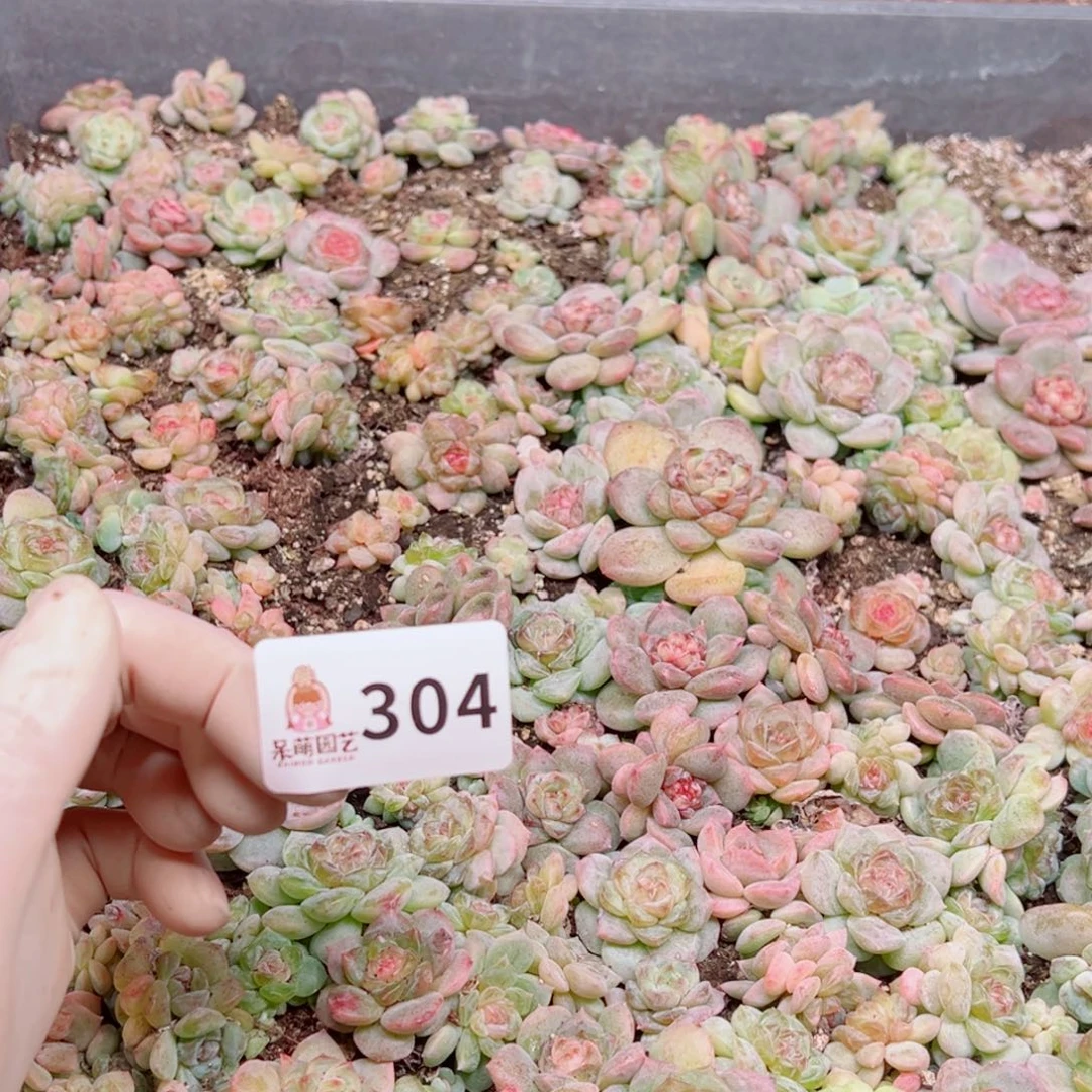 芬***邓多肉植物多肉植物