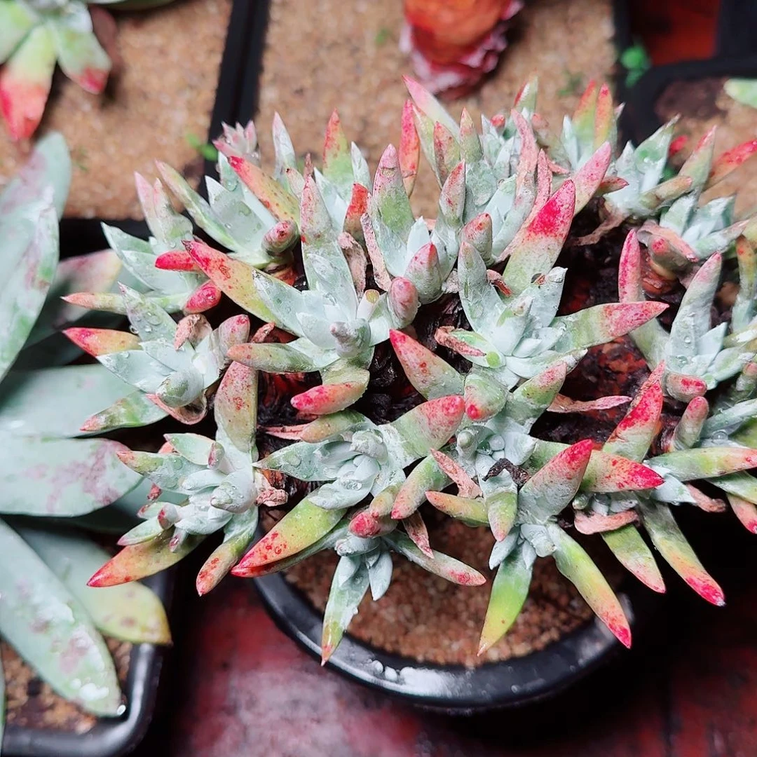 6491墨染一白菊多肉