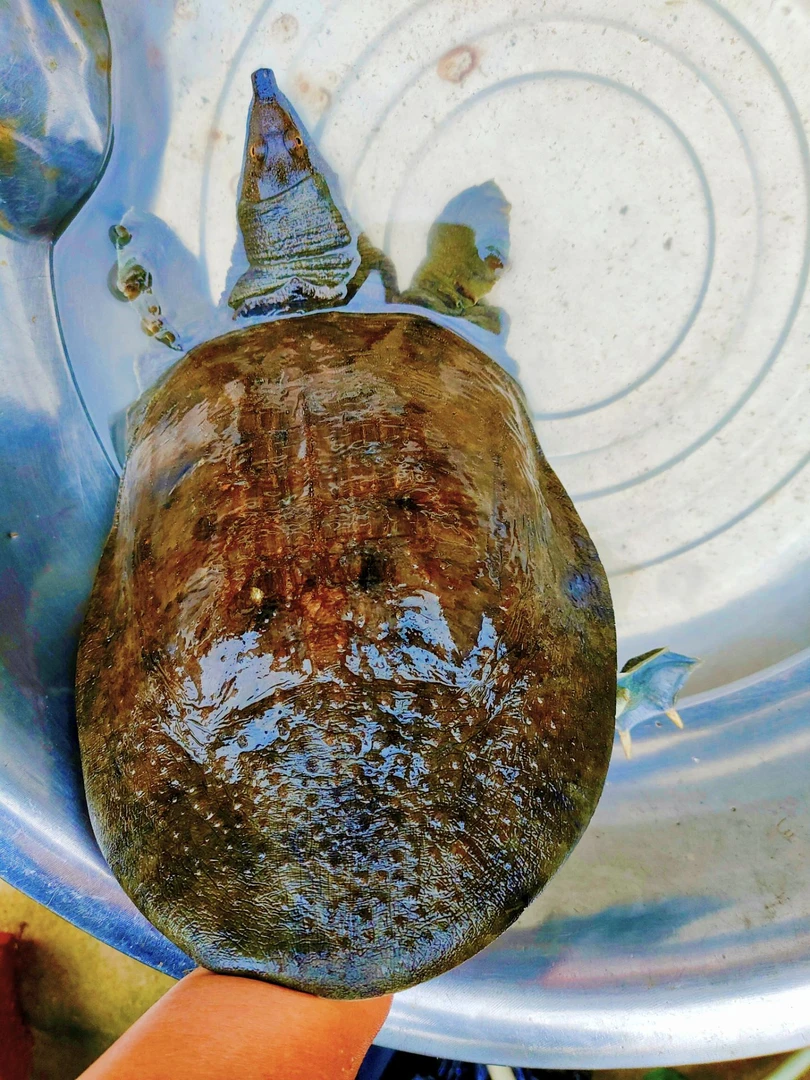 水鱼团鱼顺丰活发包邮小干鱼干货