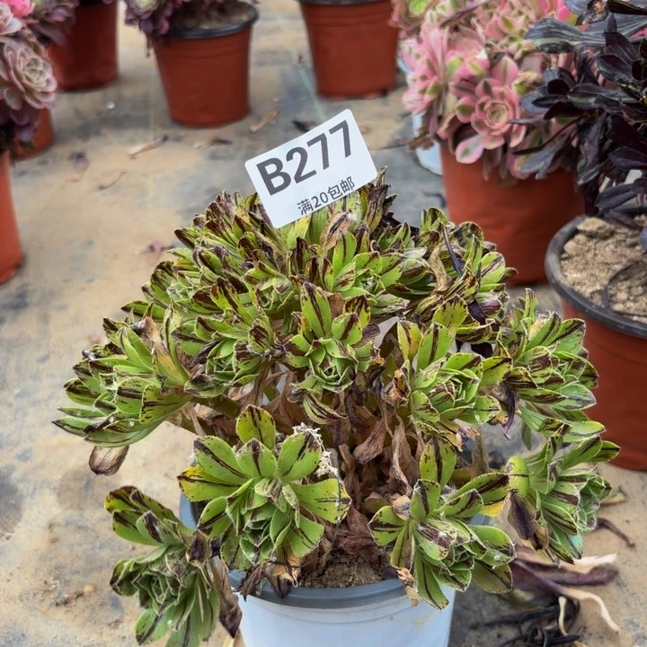 虹***瑞妈多肉园艺，277