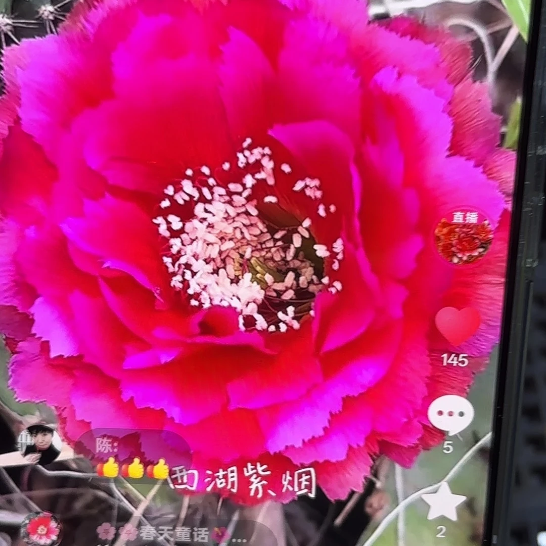 紫烟彩侧牙20包邮仙人球6
