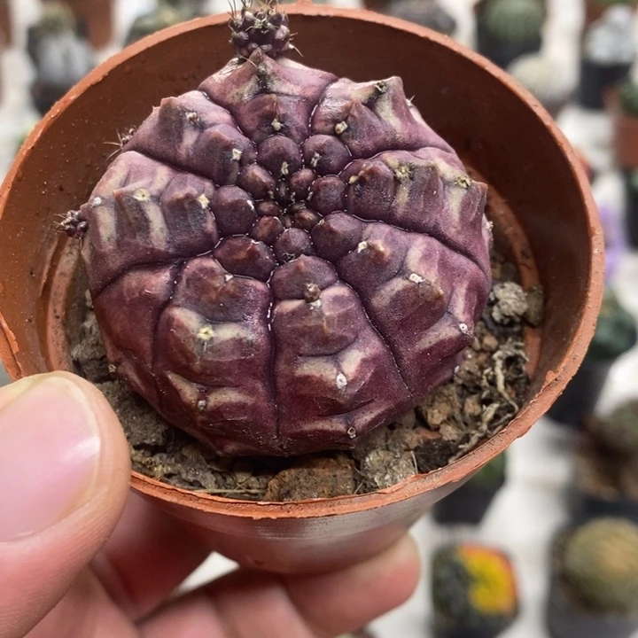 梦想牡丹特价福利