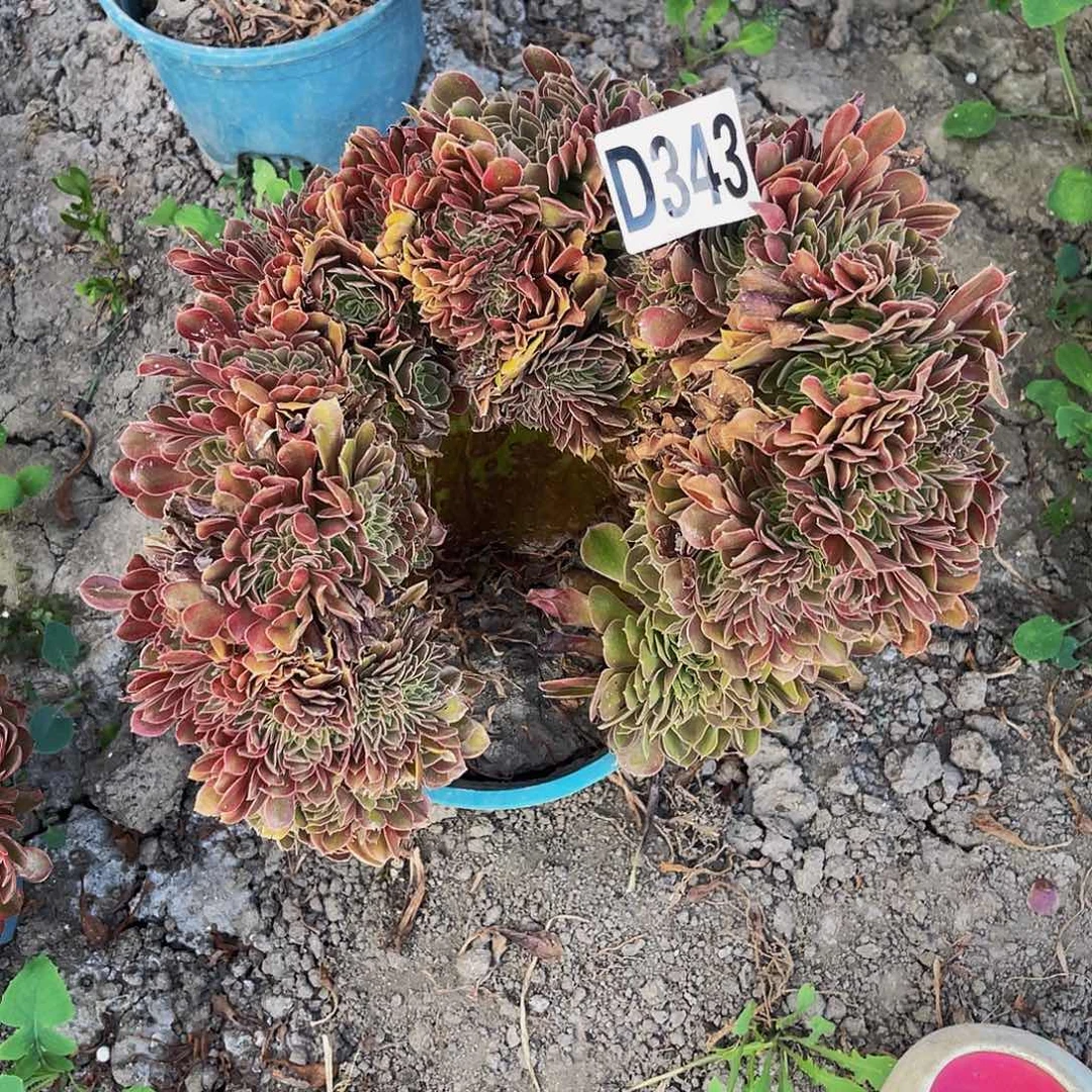 雅典娜法师15/—4包邮