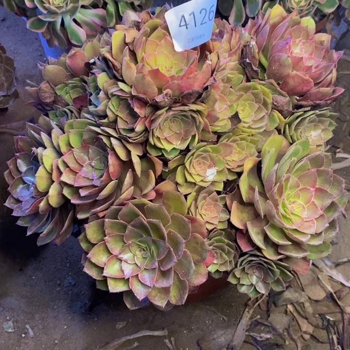 桃花石多肉断头不包4126