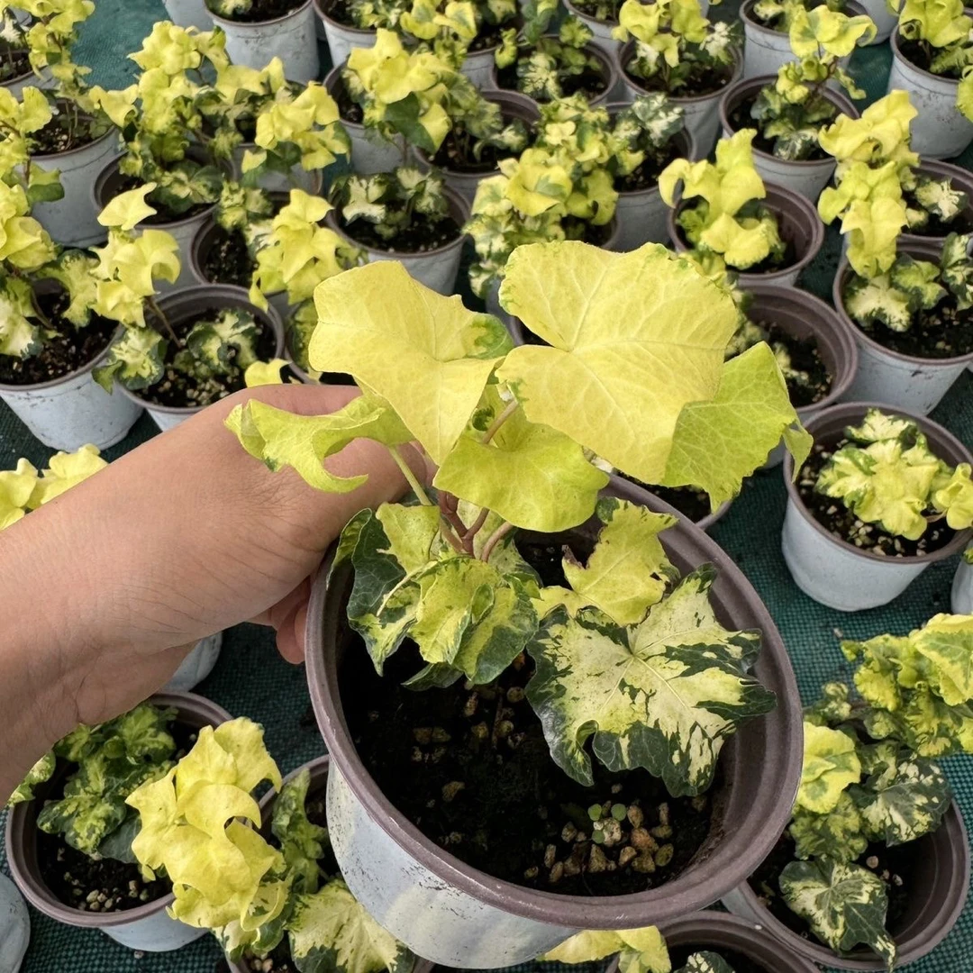 月光灯绿植日本薄荷盆栽雪莹常春藤室内留兰香稀有品种好养阳台