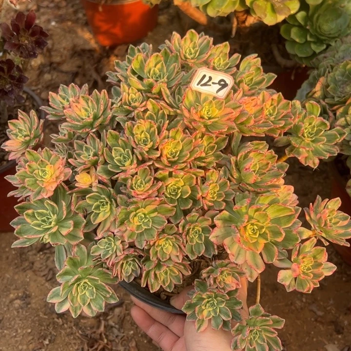 甜茶砍头桩多肉植物12-9