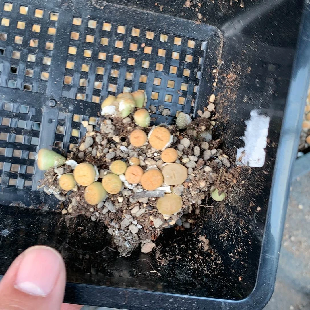 明*心A118多肉植物保护研究所