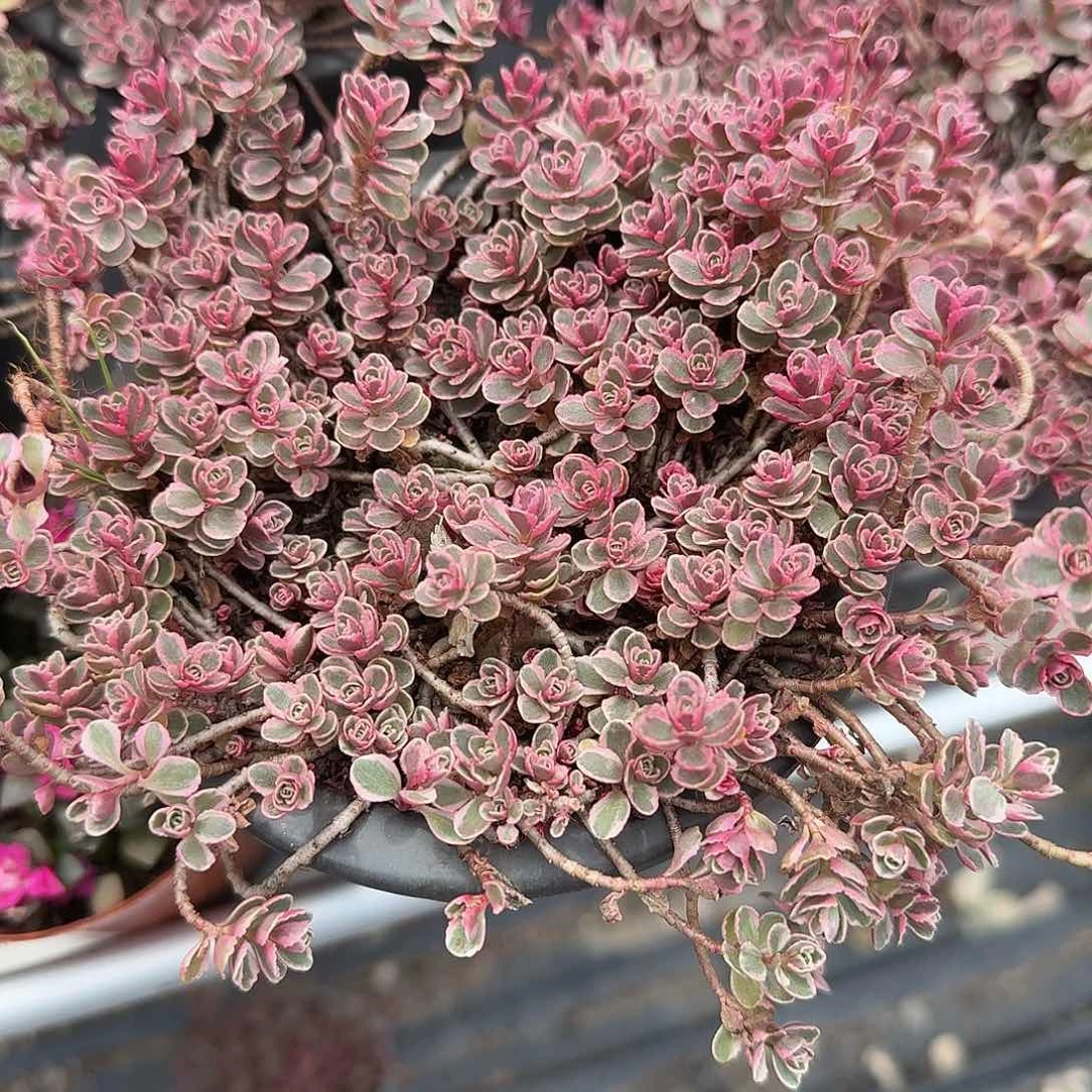 小球玫瑰锦多肉植物