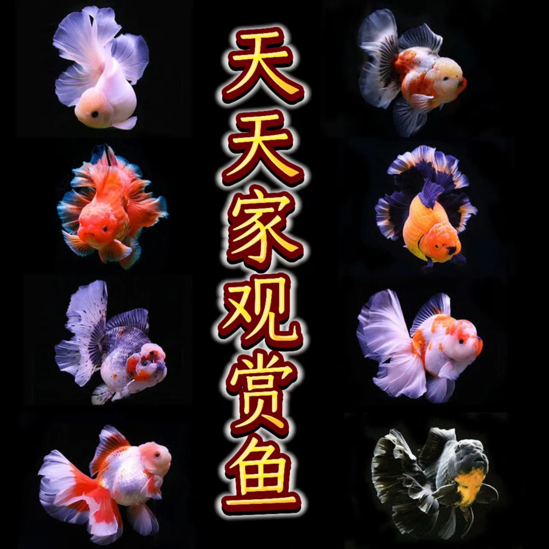 （渔场直发）百褶泰狮玛丽元宝狮兰寿鹤顶红等多种观赏鱼蓝