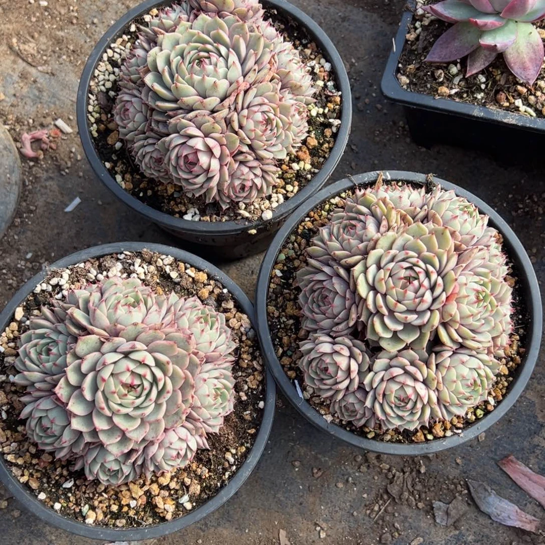 多肉植物，多肉植物