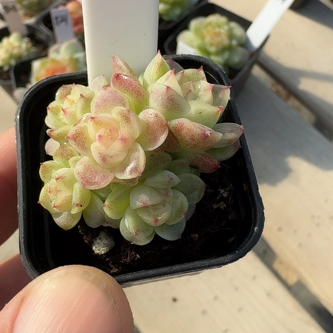 127号多头女王多肉888