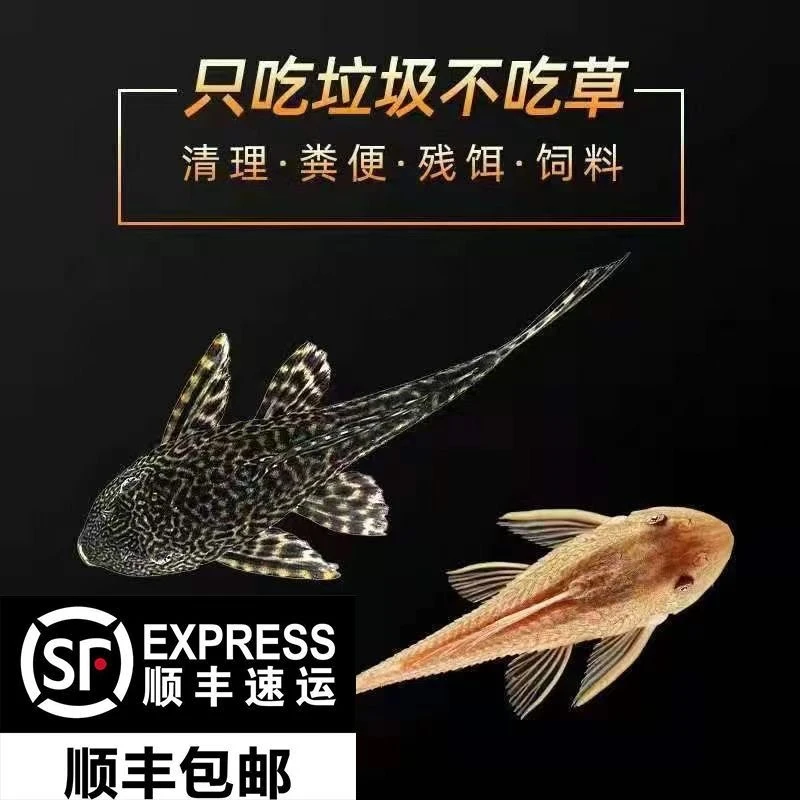 清洁鱼缸清道夫热带鱼吃垃圾除藻粪便工具鱼清洁工活体观赏鱼除藻
