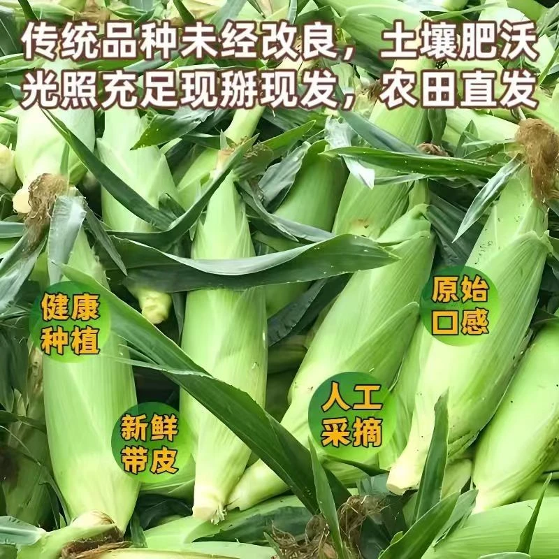 东北黑土地当季现摘黄糯玉米甜糯软糯香甜新鲜采摘
