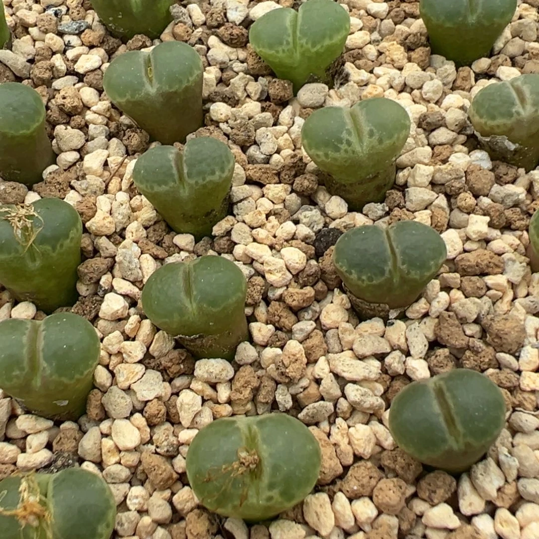 量拍1453.9粉樱风铃5颗