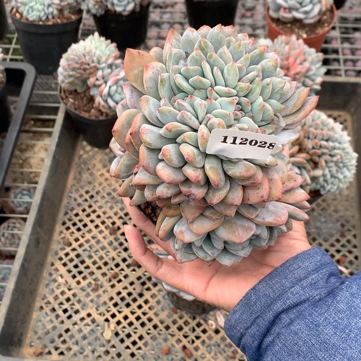 冰***雨112028嗯嗯嗯嗯嗯嗯嗯好喜欢