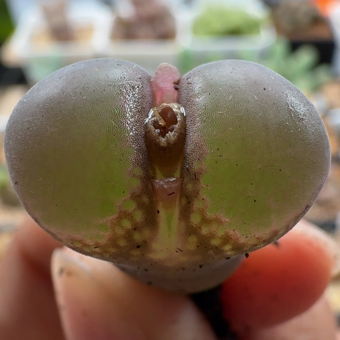 3091风铃玉肉锥植物