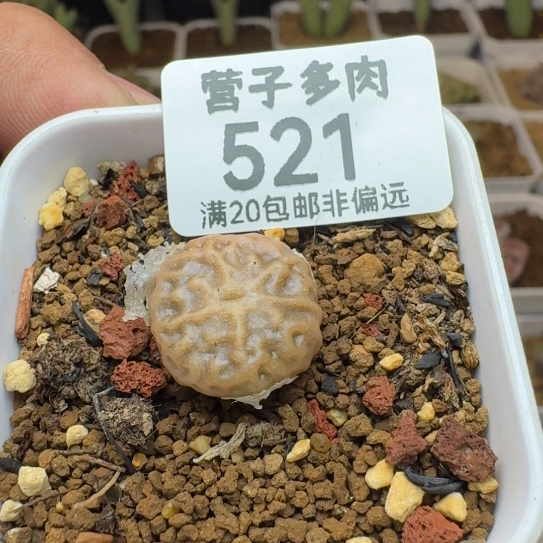 DT7778。      带盆土。