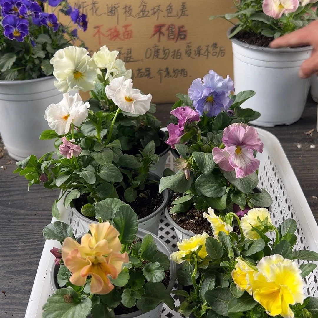 大部分花苞少量开放118号