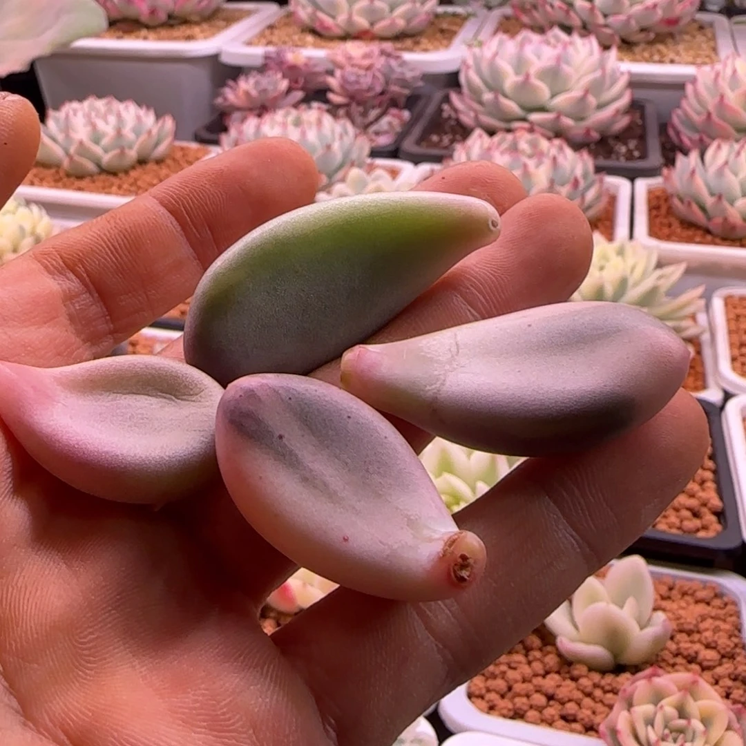 ?*糖糖 多肉植物