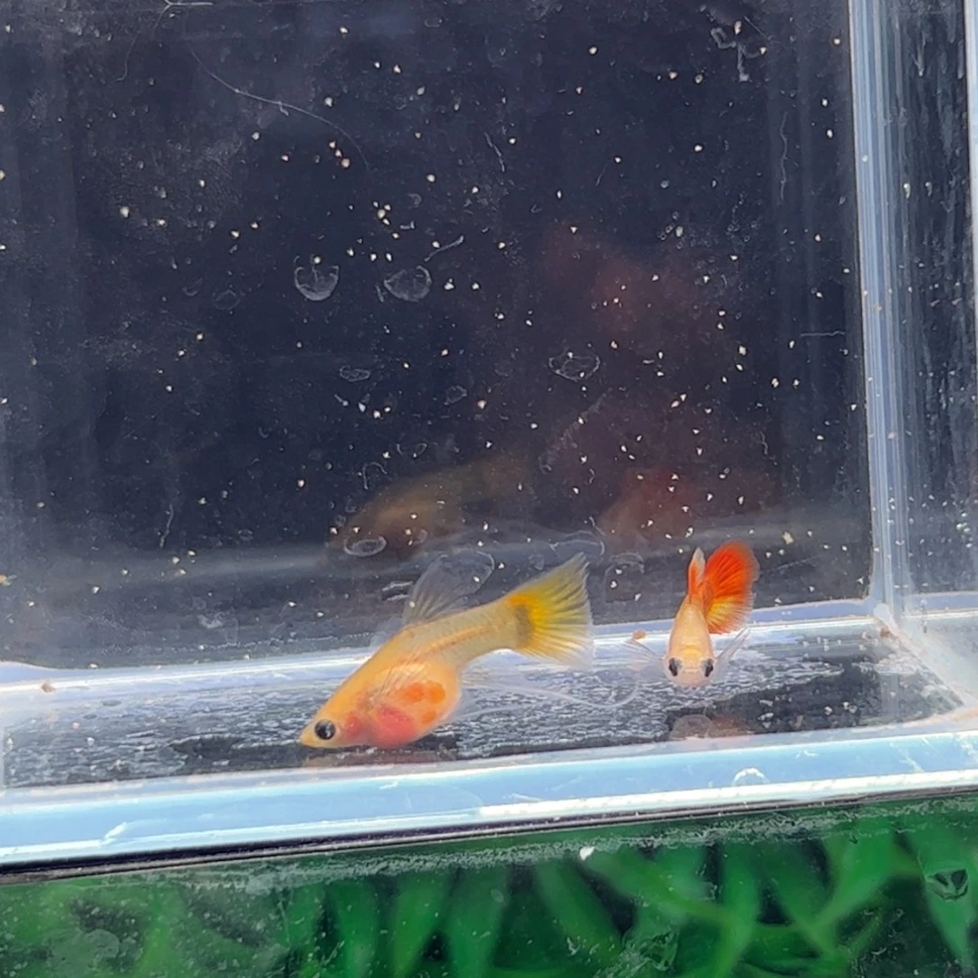 孔雀鱼皇家落日111111111