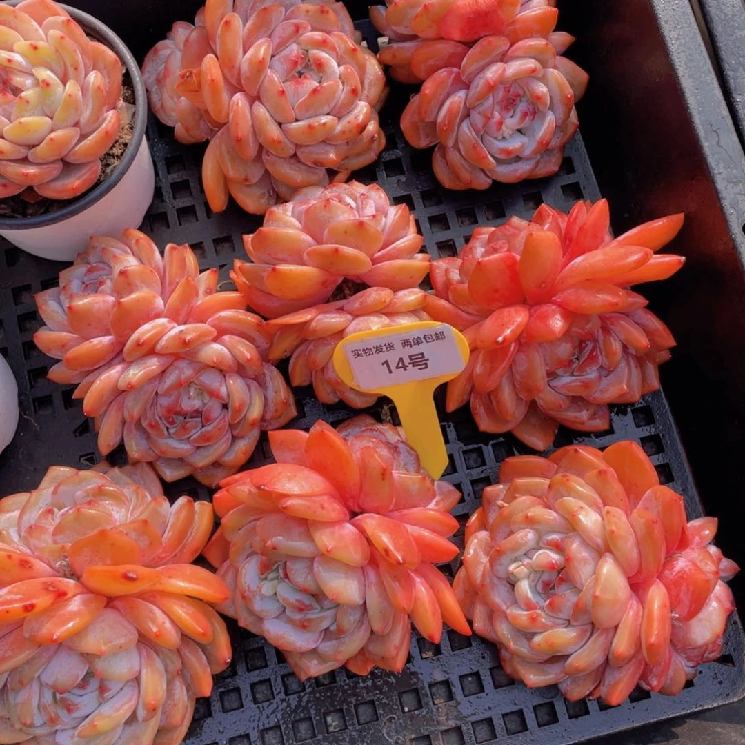 14号石榴籽梦露双头母本全状态两个