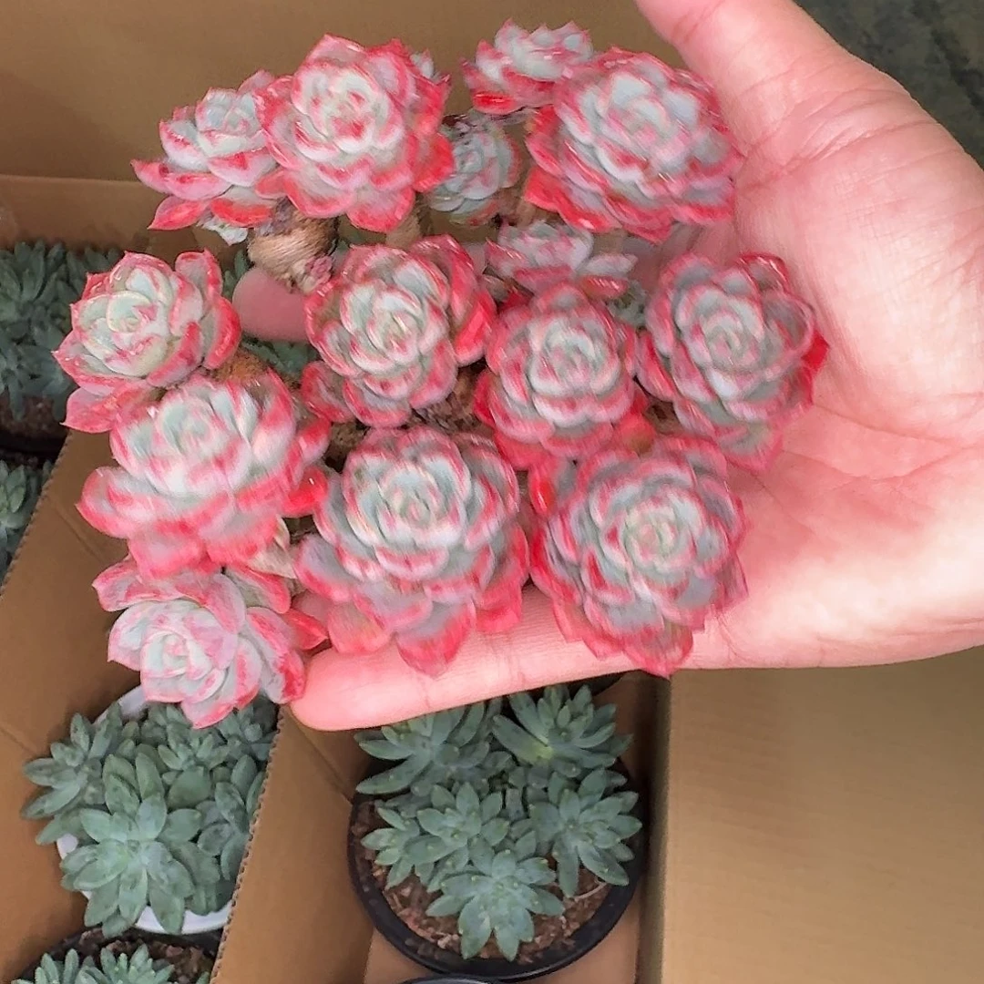 从前慢花园多肉编号-娜娜小沟