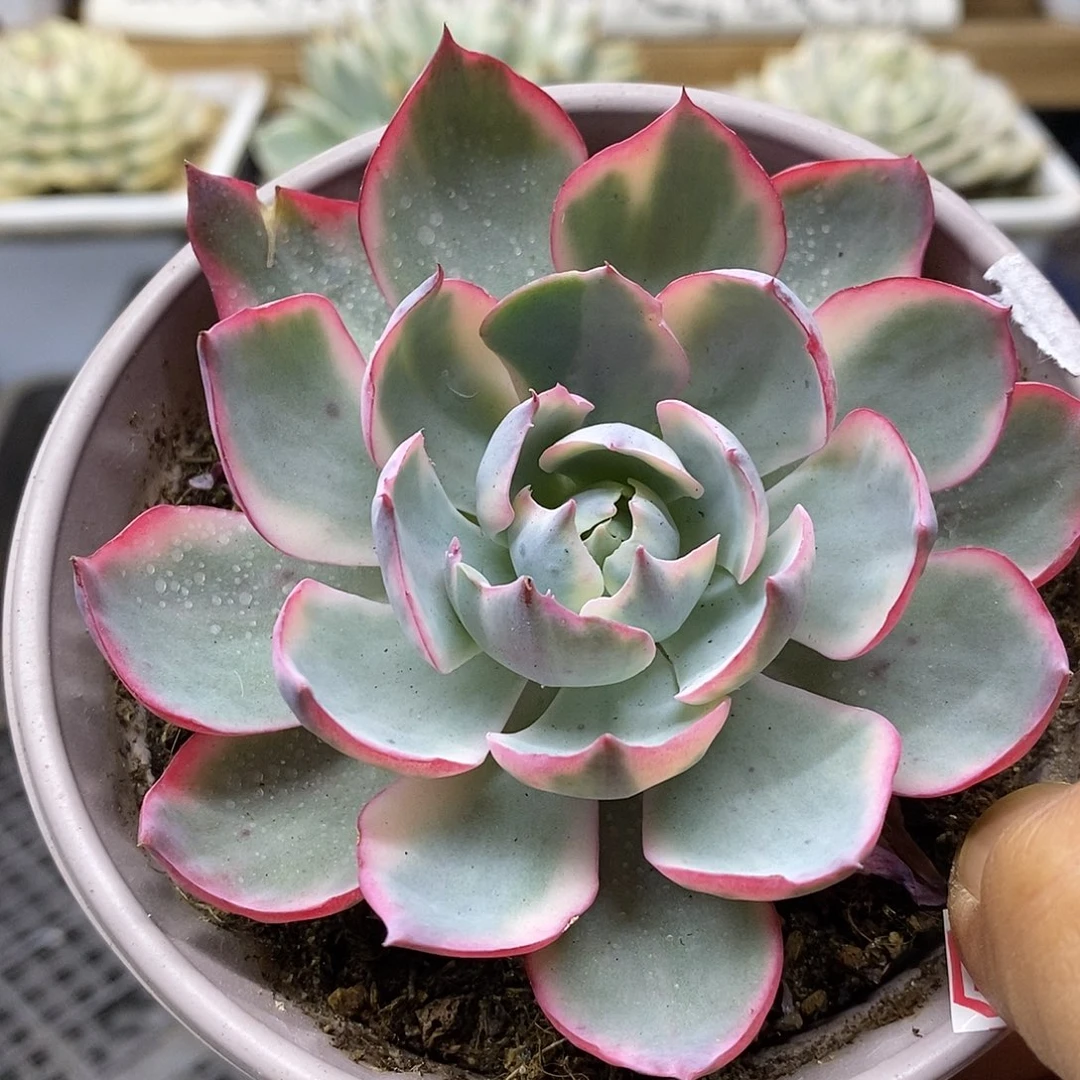 2478 大阿美星覆轮锦