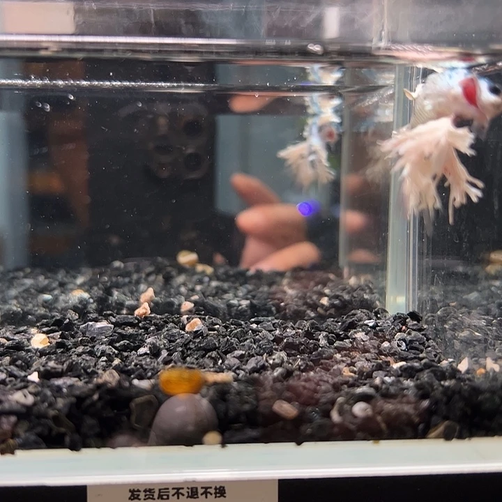 斗鱼一单包邮8日a56