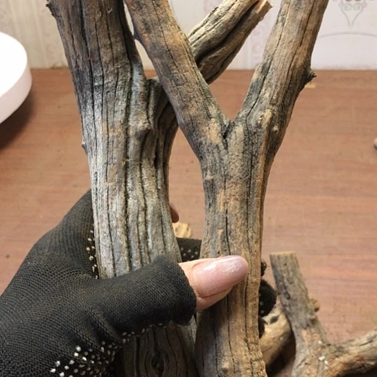 大果紫檀（缅甸花梨）突****生