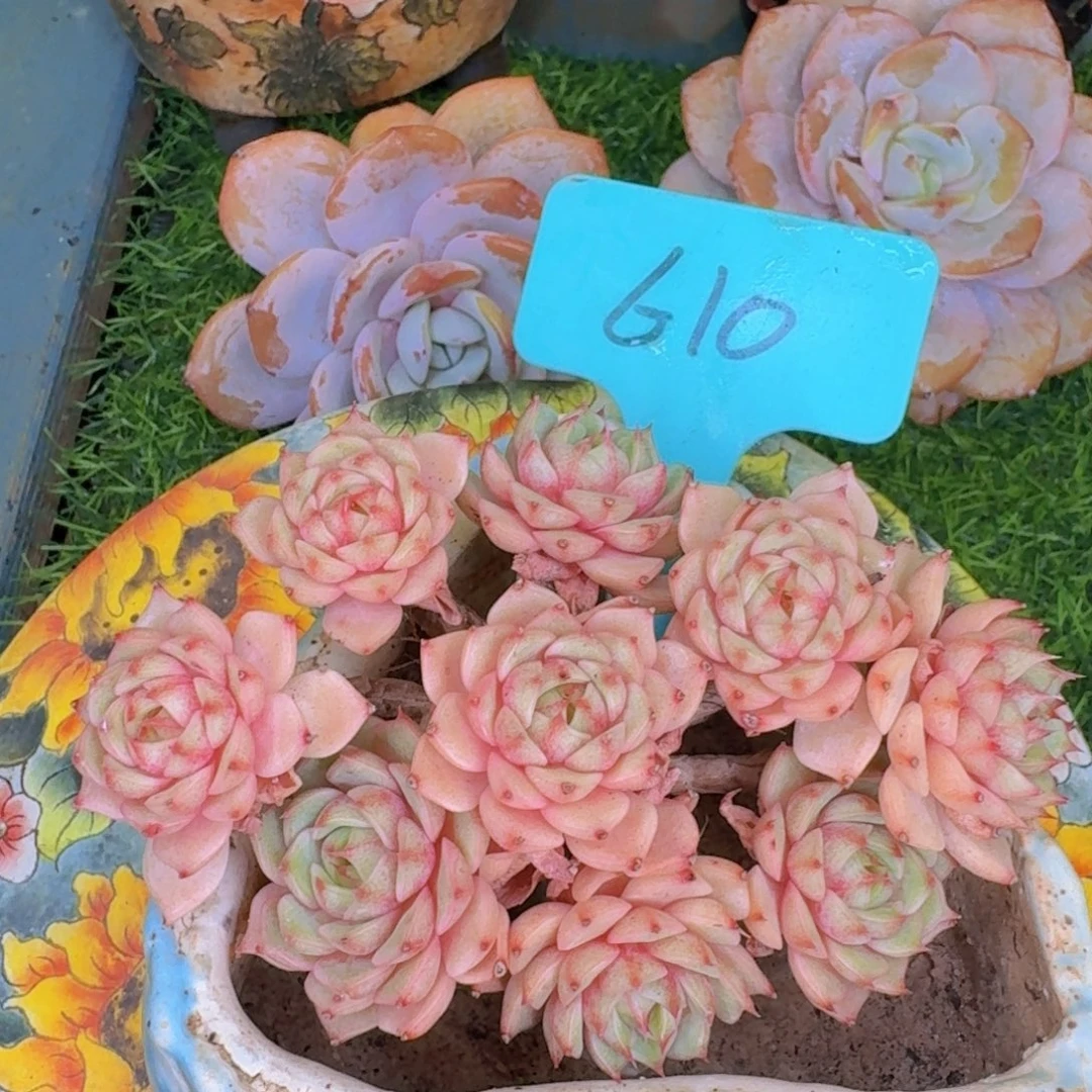 多肉植物的生长发育和