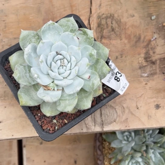 星*谢谢宝，一物一拍7734