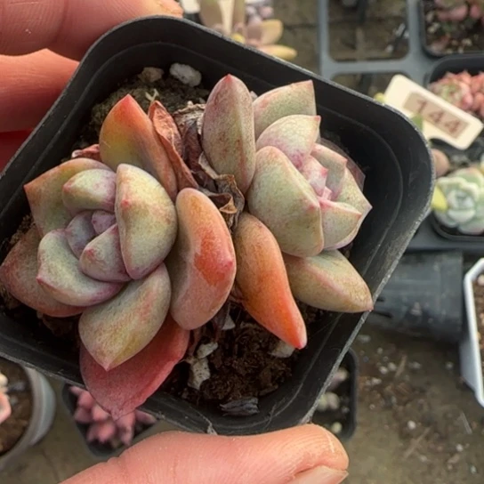 378德国香槟多肉植物多