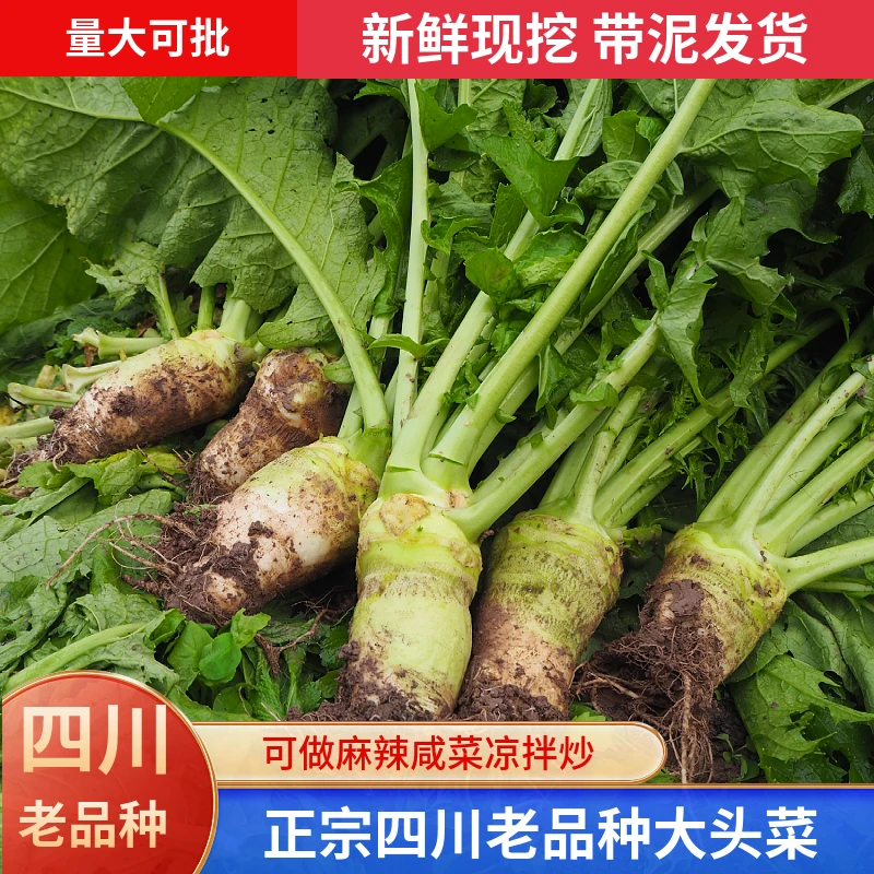 四川老品种现挖新鲜大头菜辣芥菜生辣菜头疙瘩头咸菜榨菜现挖发货