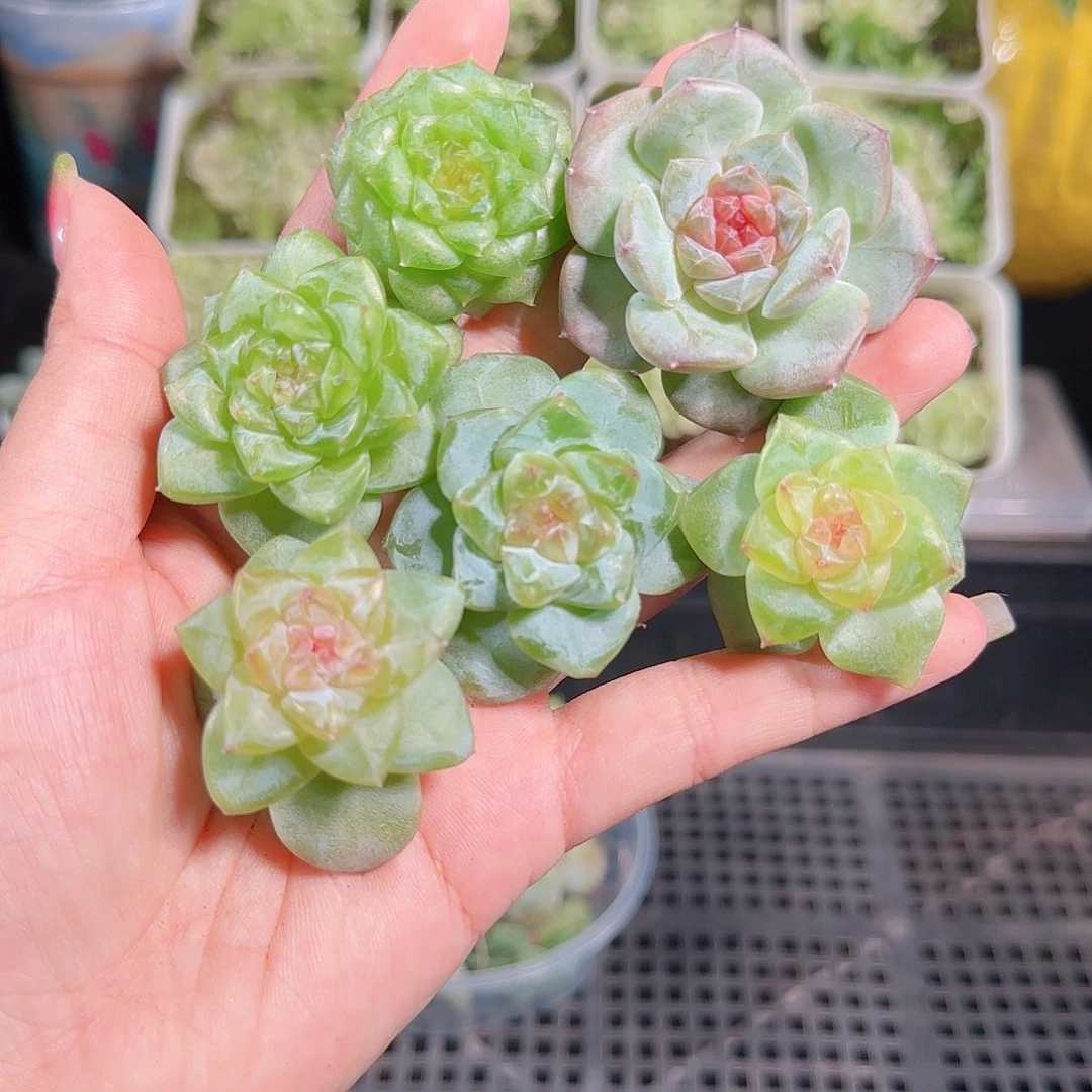 0911---101糖心珍妮