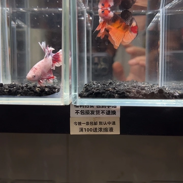 斗鱼竞拍跑单拉黑26日15+145