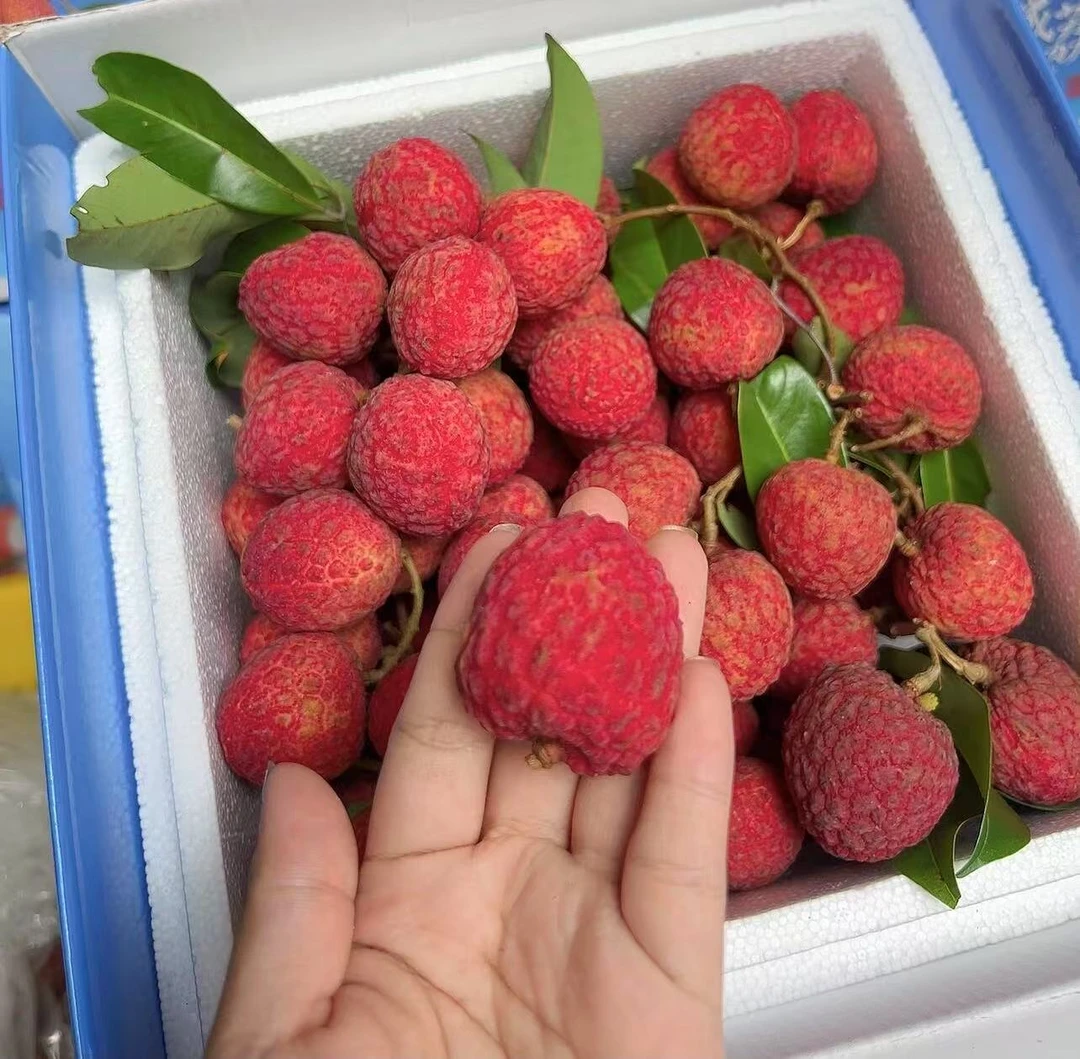 正宗精品仙进奉荔枝新鲜水果现摘当季桂味糯米糍礼盒顺丰空运包邮