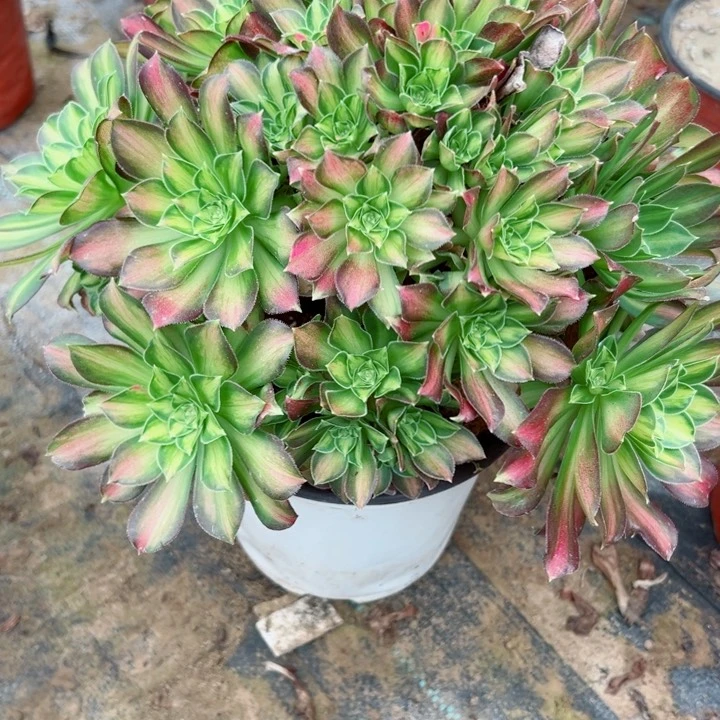 954韶华多肉植物