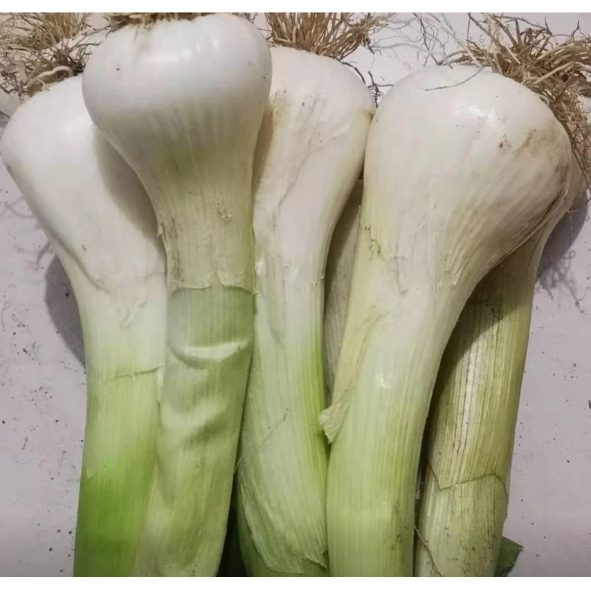 【鸡腿大头葱种子】鸡腿大葱头四季种植盆栽阳台