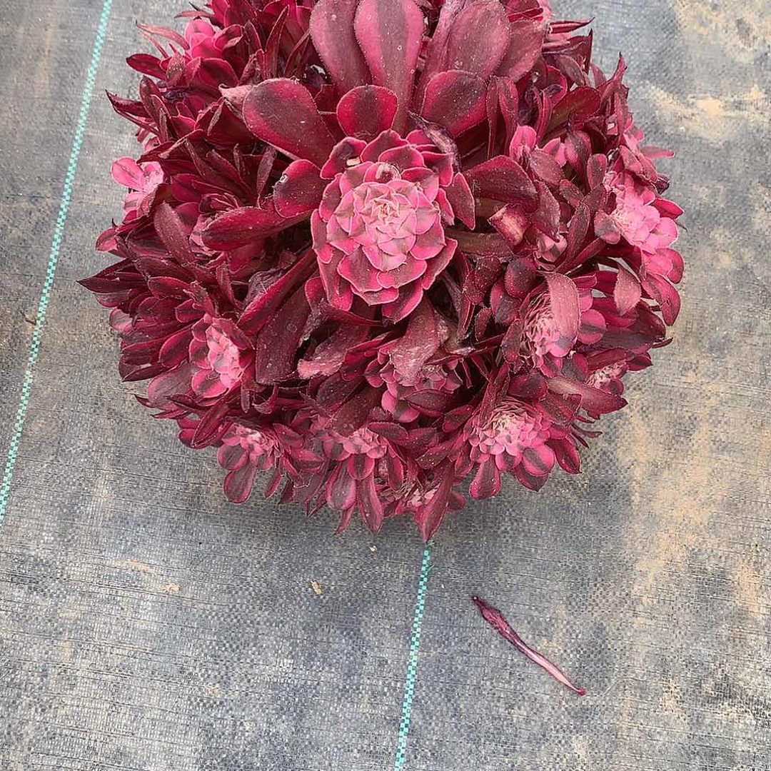 无花朵法师图片多植物