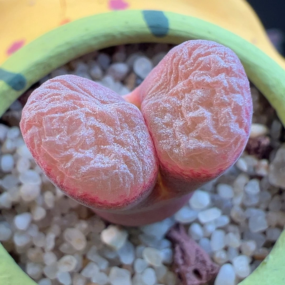 90号pnsp决绝子……