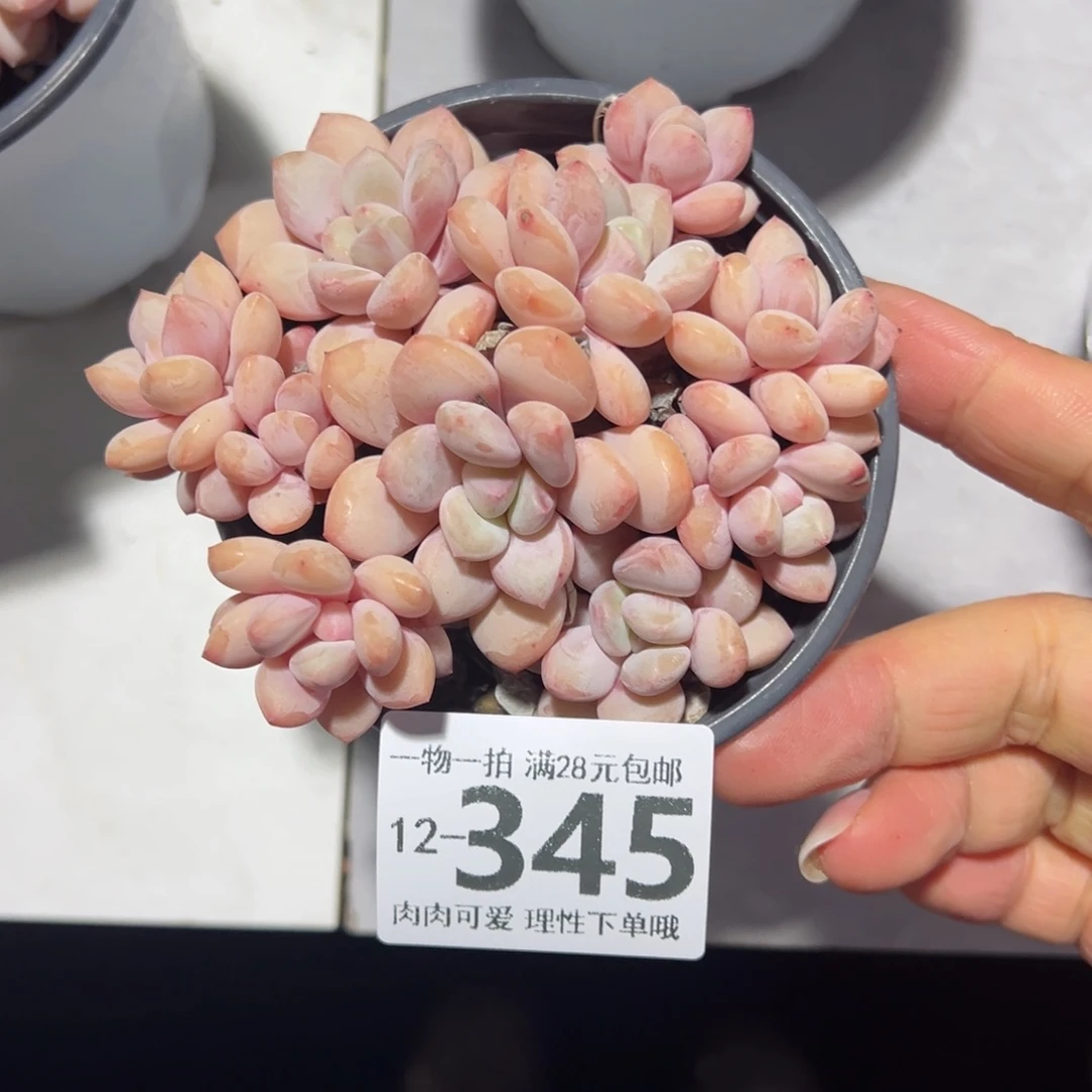 拉丝雨多肉多肉多肉多