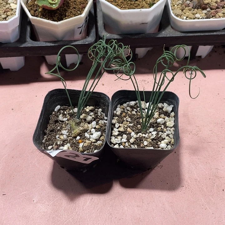 721细叶弹簧草2颗