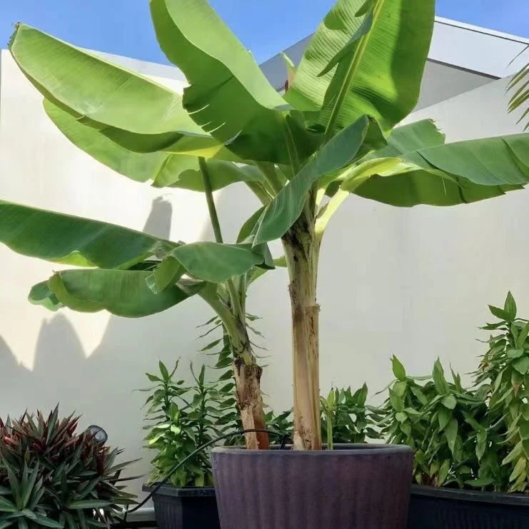 大香蕉树苗盆栽地栽庭院种植观赏香蕉树