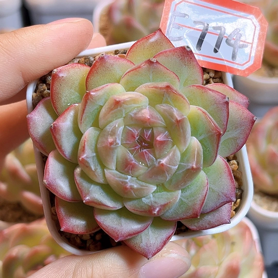 E774一物一拍 折桃