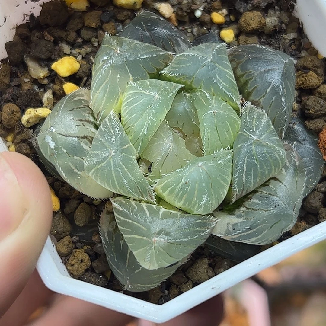 特大赤线锦十二卷多肉