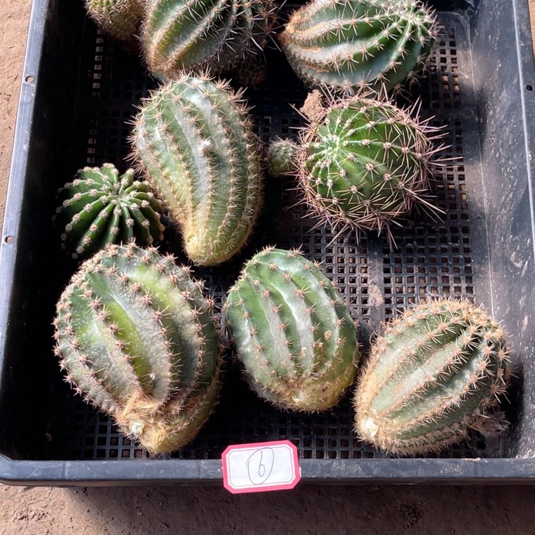 6号 彩草 8个品 无根侧芽