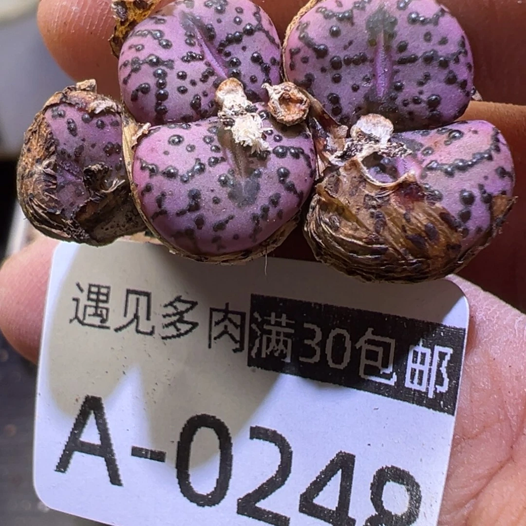 多肉植物1111111111111