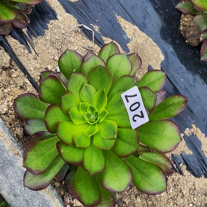 207梅花珀迪锦多肉植物处理不售后